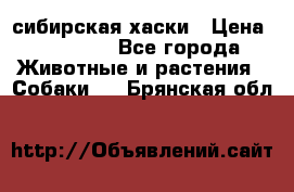 l: сибирская хаски › Цена ­ 10 000 - Все города Животные и растения » Собаки   . Брянская обл.